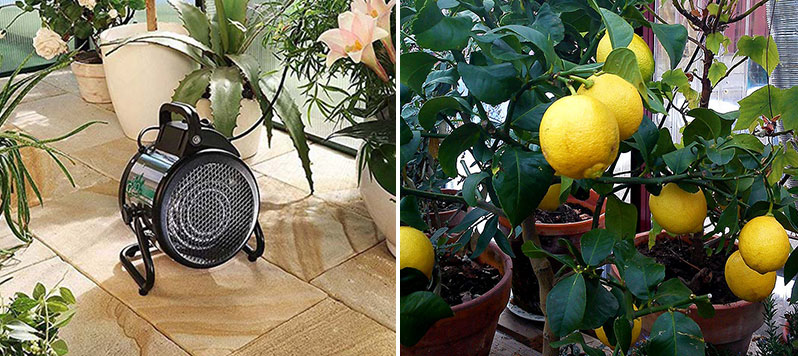 Värmefläkt för övervintring av citrus